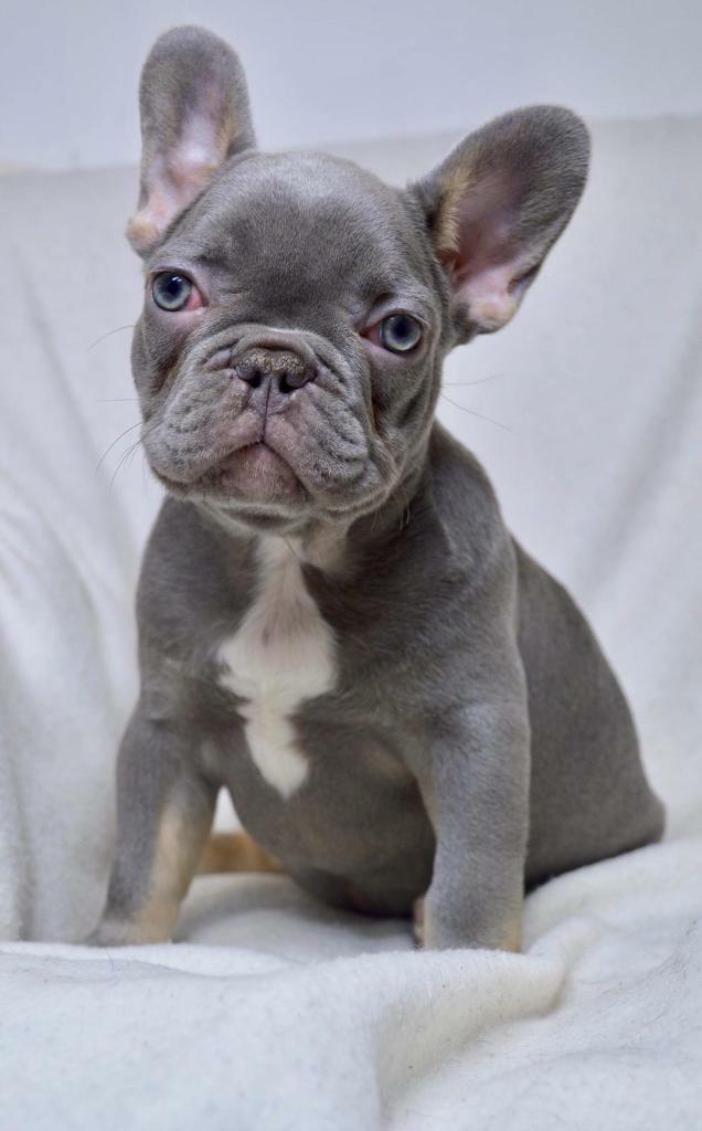 agouti siberian husky puppies